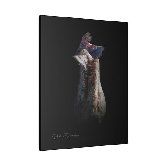 The Croc and The Fish