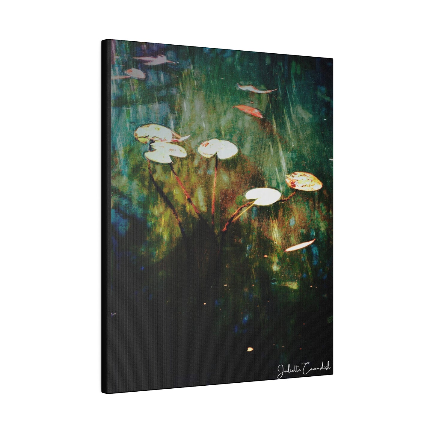 Water Lillies
